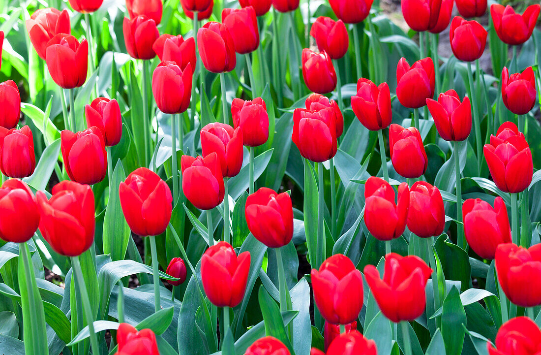 Tulipa 'Red Label'