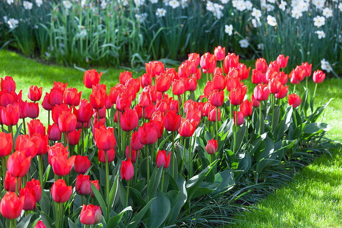 Tulipa 'Spryng'