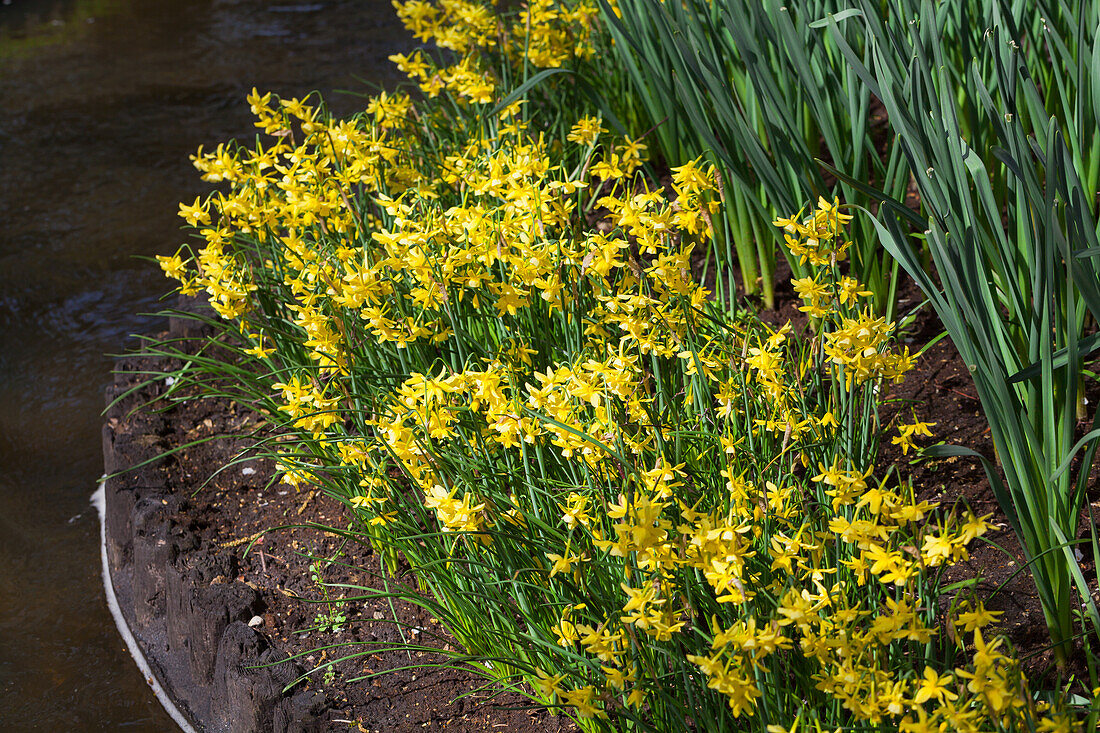 Narcissus triandrus 'Hawera'