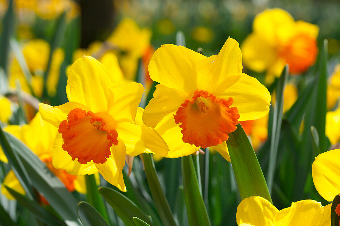 Narcissus 'Orange Progress'