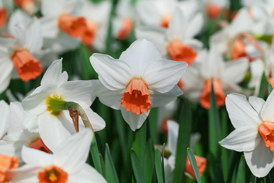 Narcissus cyclamineus 'Reggae'