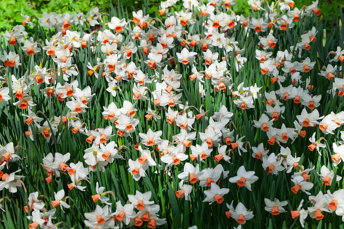 Narcissus cyclamineus 'Reggae'