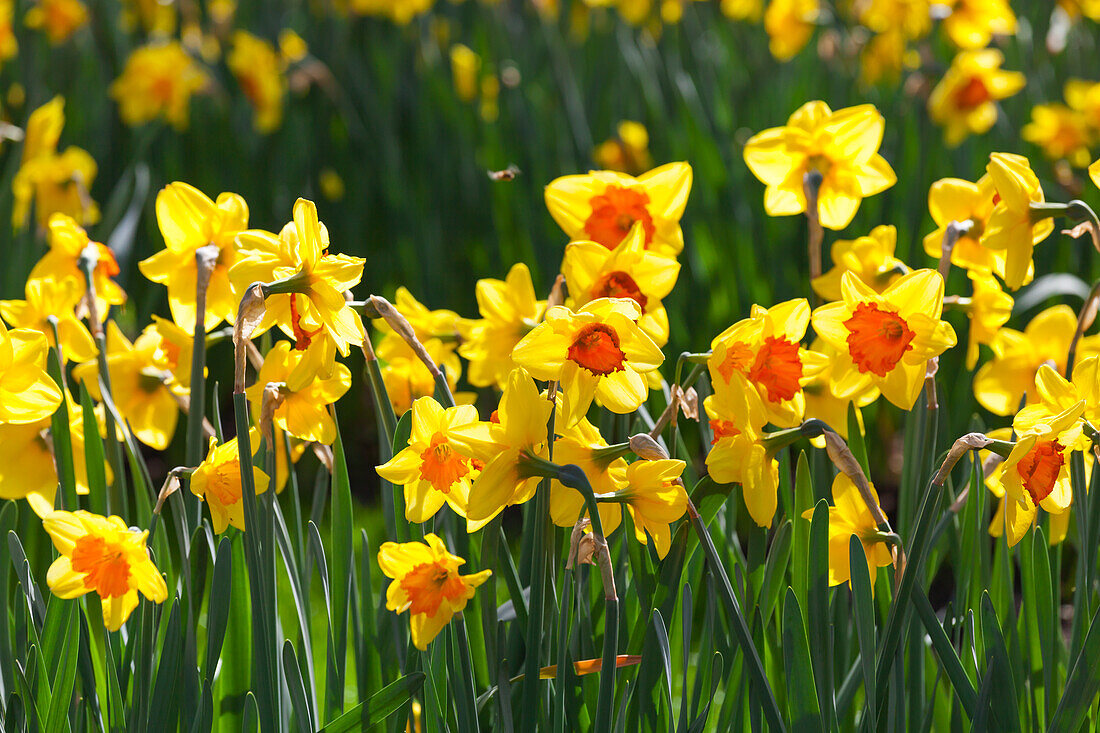 Narcissus 'Zaaling Oranje Geel'