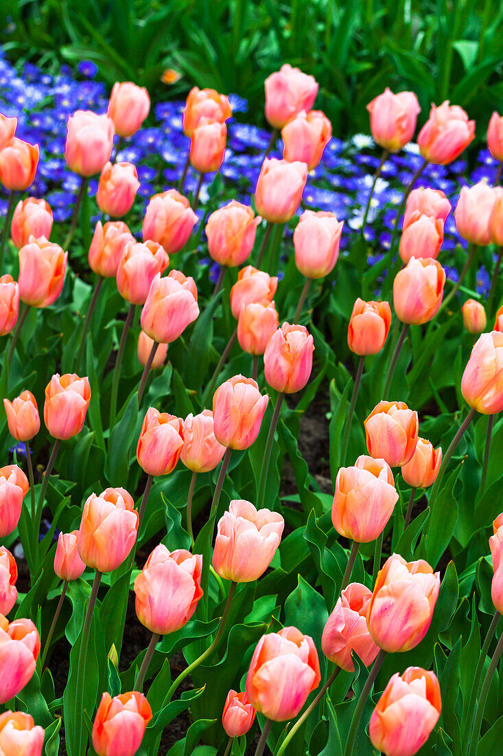 Tulipa 'Apricot Beauty'