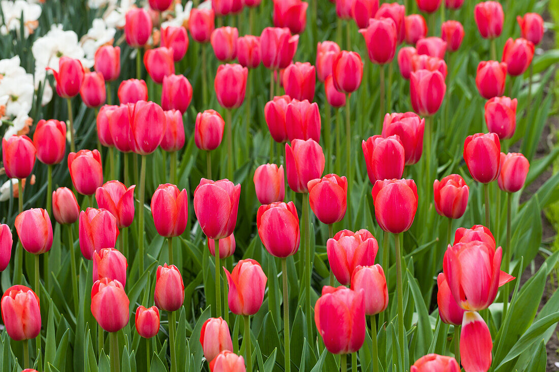 Tulipa 'Cape Holland'