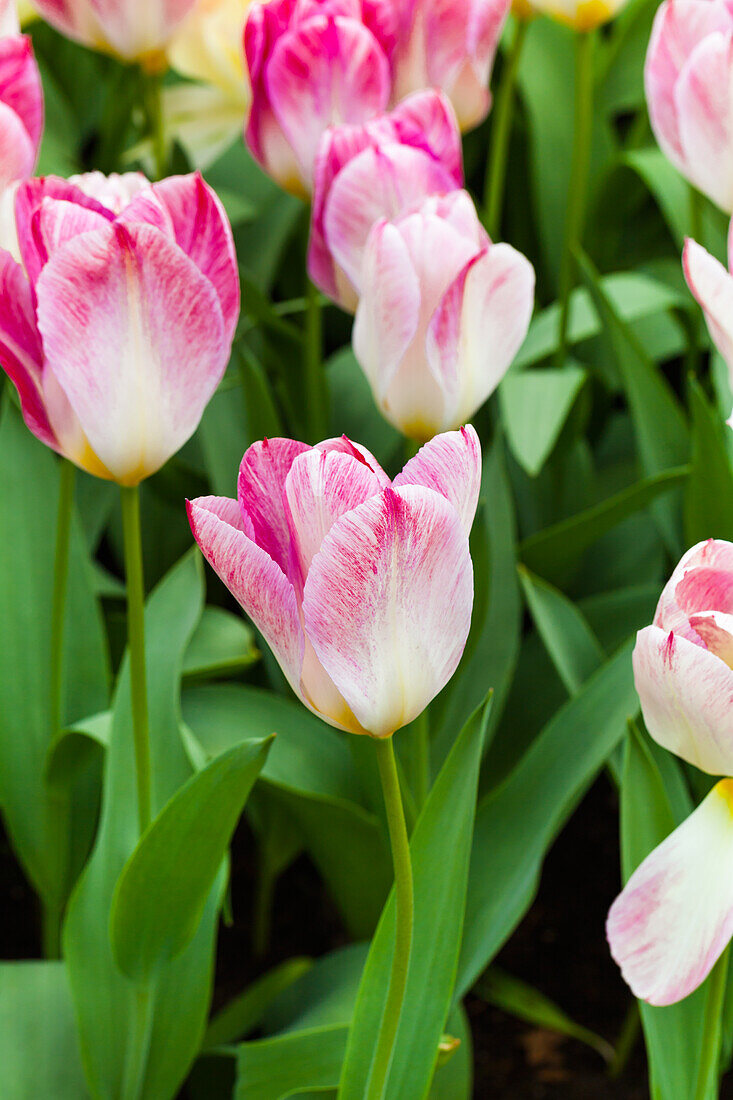 Tulipa fosteriana 'Flaming Purissima'