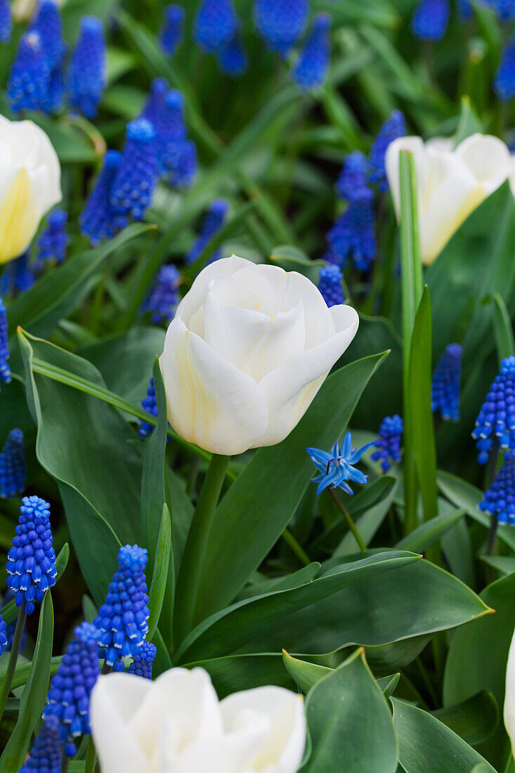 Tulipa 'Calgary'