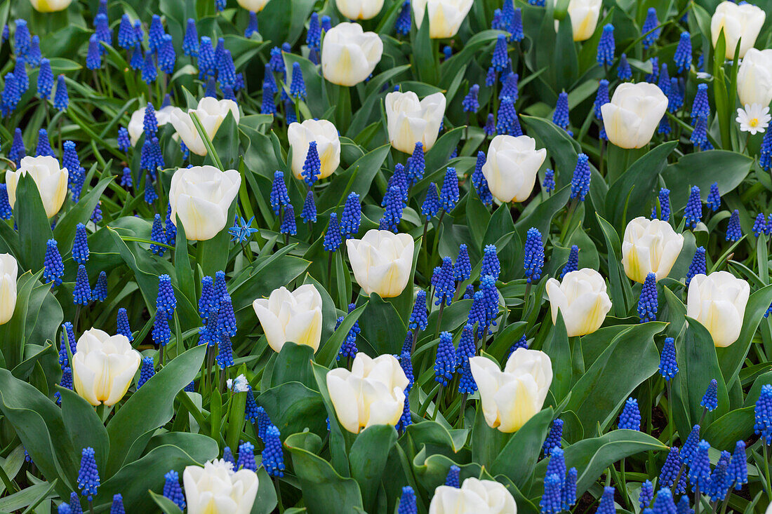 Tulipa 'Calgary'