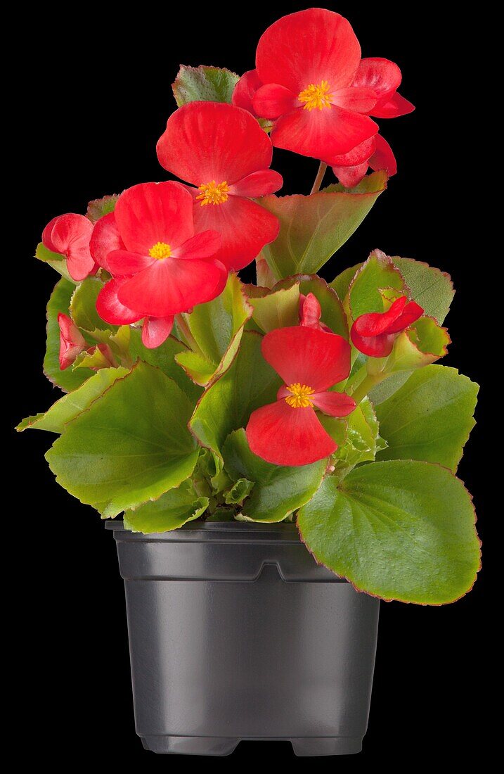 Begonia semperflorens