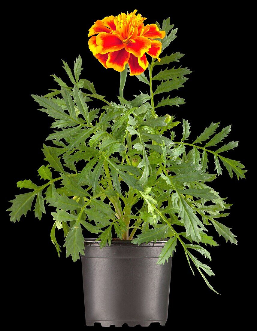 Tagetes patula 'Nana'