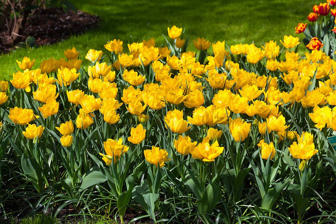 Tulipa 'Monte Carlo