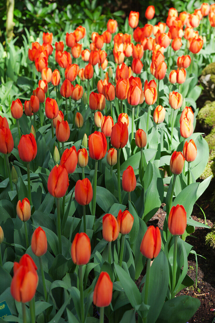 Tulipa Orange Balloon