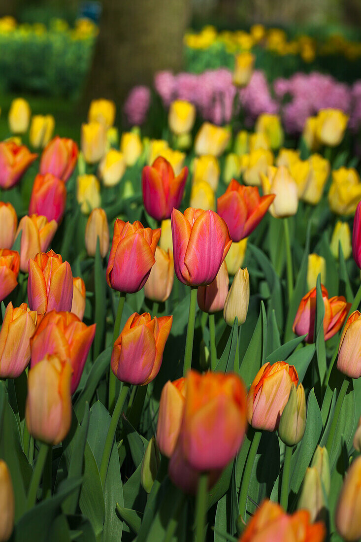 Tulipa Orange Dynasty