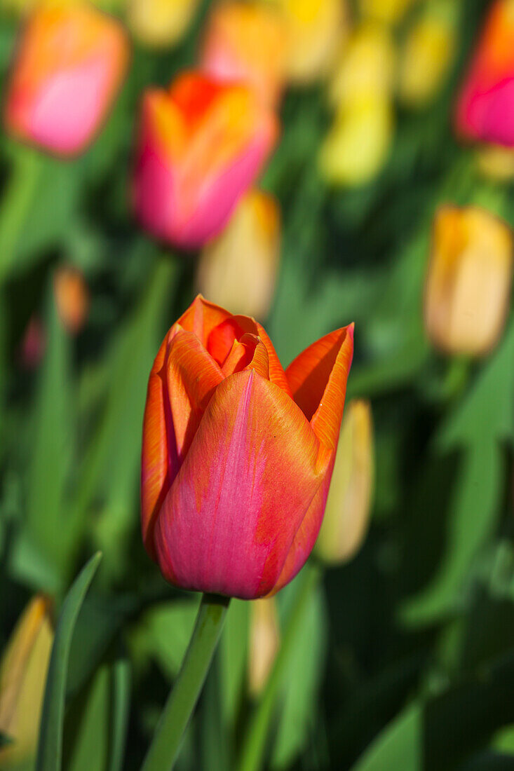 Tulipa Orange Dynasty