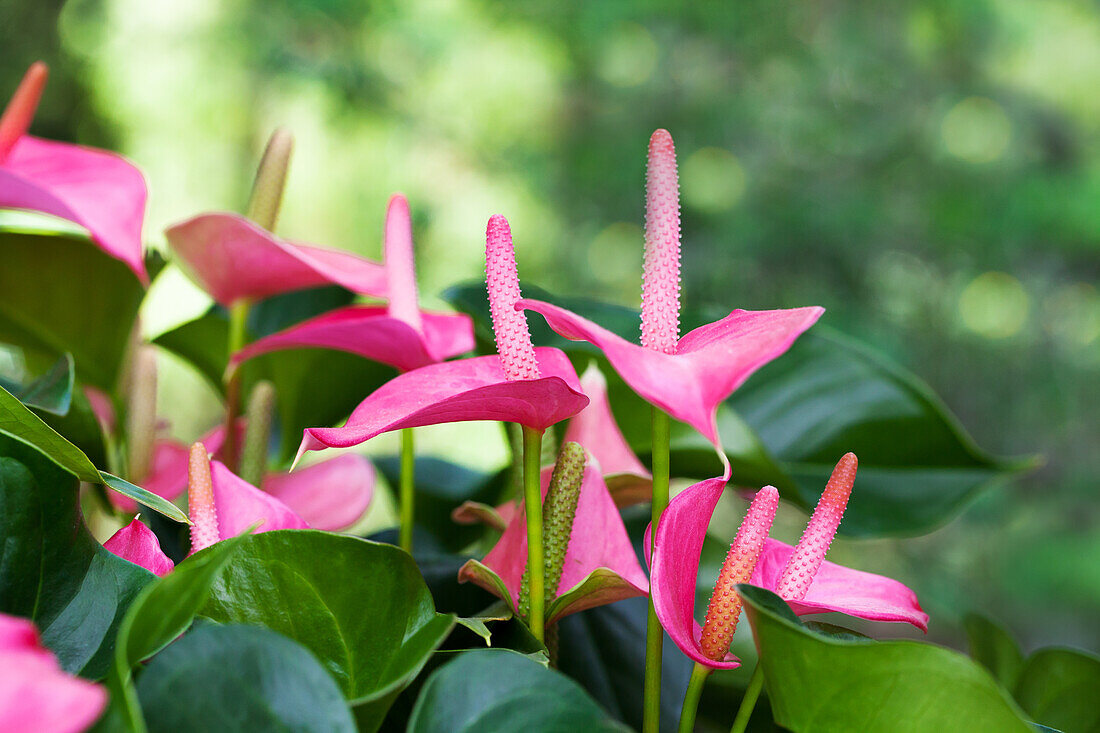 Anthurium x andreanum 'Pink Champion'