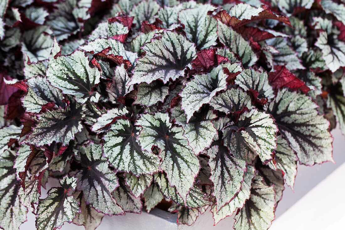 Begonia rex 'Nordic Glacier'®