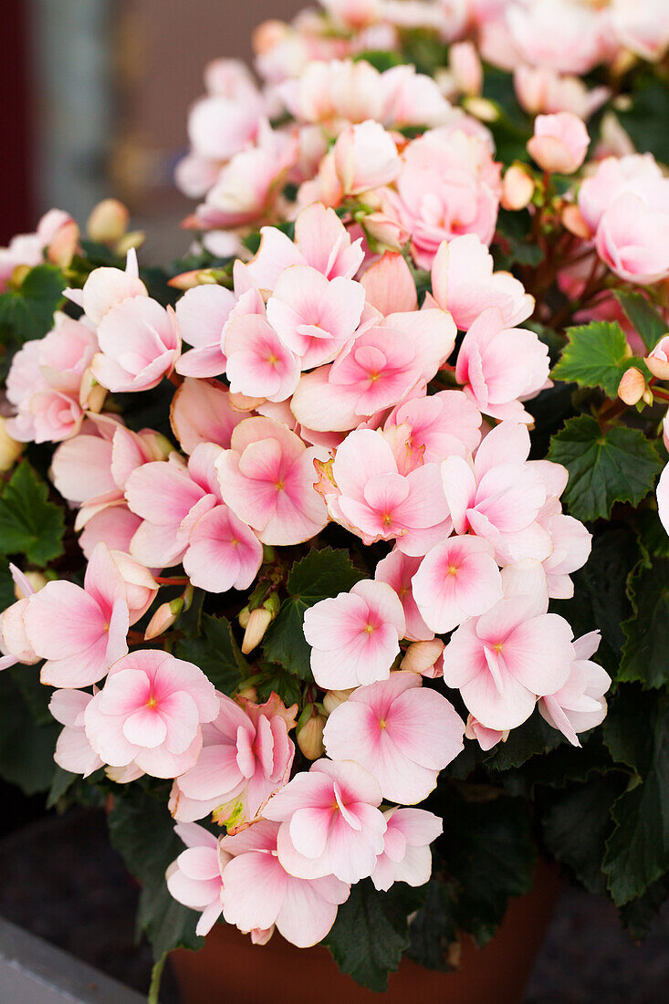 Begonia betulia 'Light