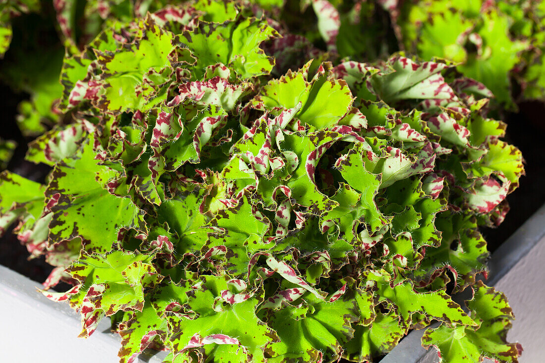 Begonia 'Samba