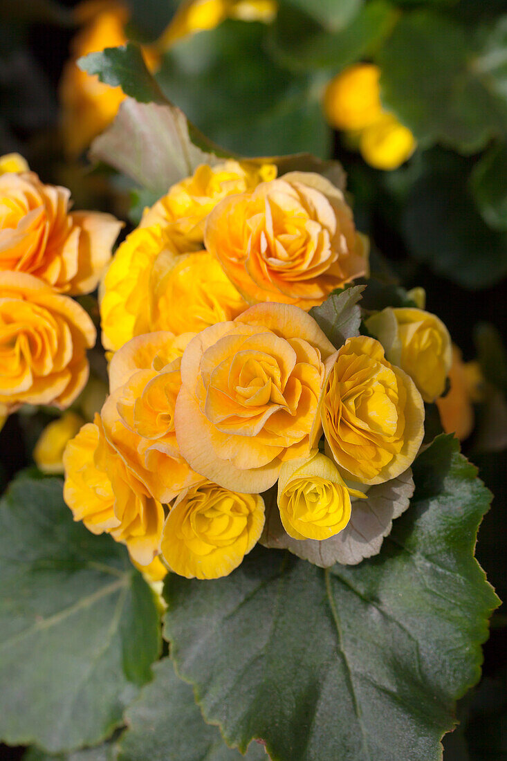 Begonia x hiemalis 'Yellow Stone'