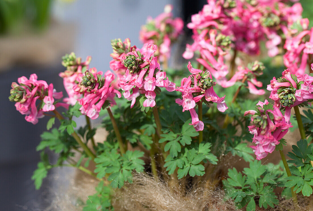 Corydalis solida 'Beth Evans