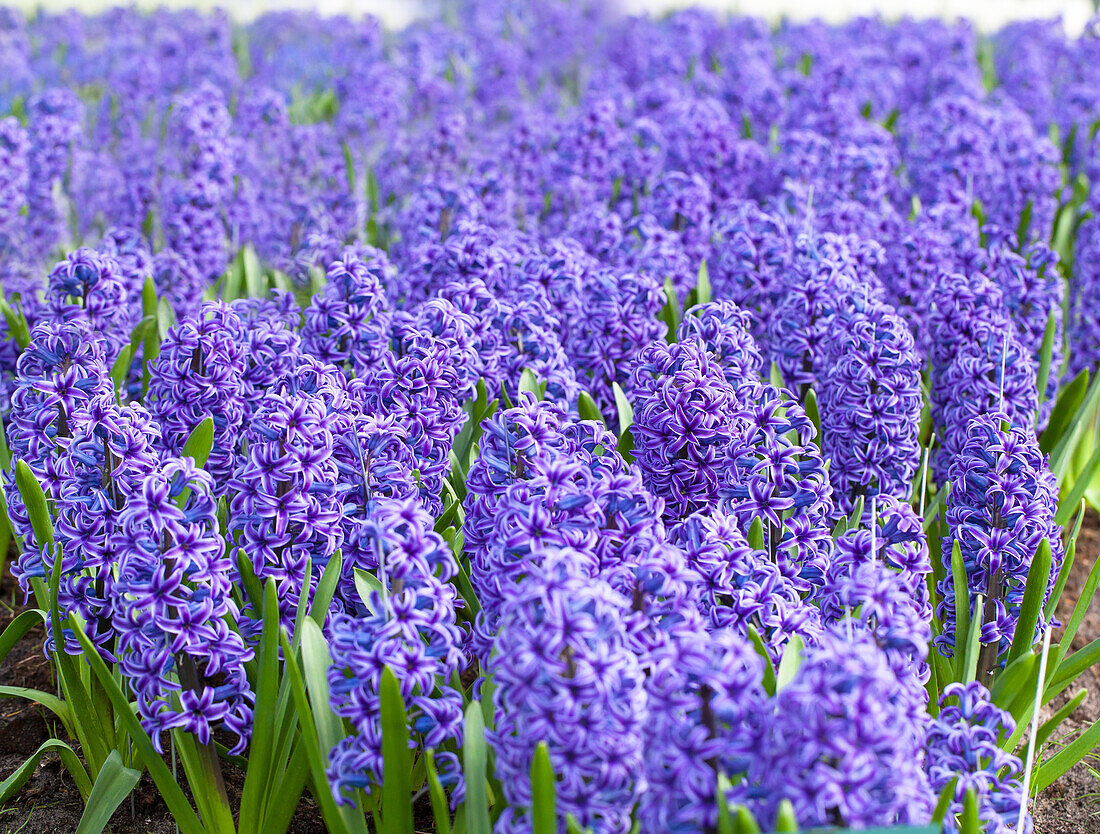 Hyacinthus orientalis Blue Jacket