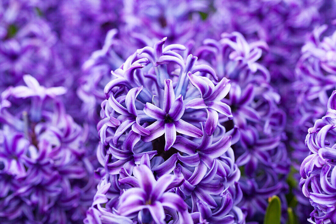 Hyacinthus orientalis 'Delft Blue'