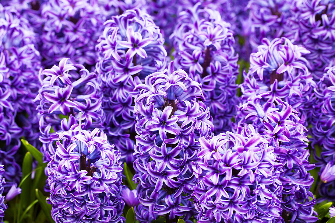 Hyacinthus orientalis 'Delft Blue'