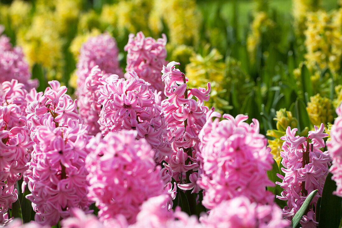 Hyacinthus orientalis 'Fondant'