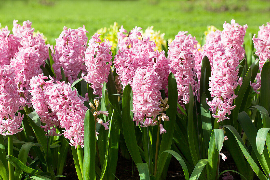 Hyacinthus orientalis 'Fondant'