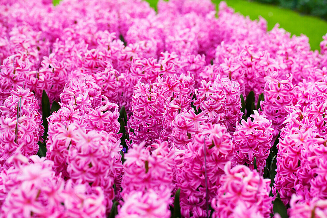 Hyacinthus orientalis 'Ibis'