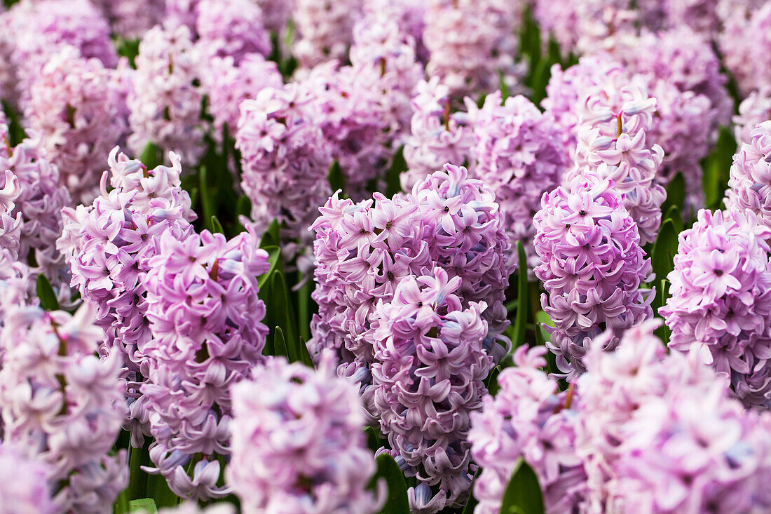 Hyacinthus orientalis Top Hit