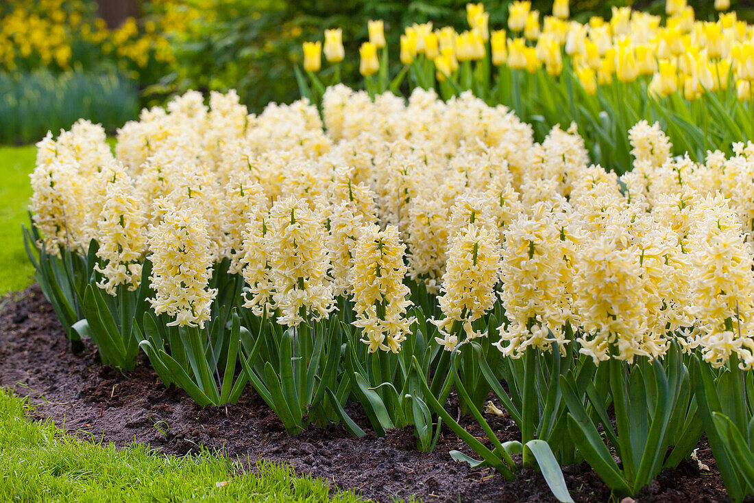 Hyacinthus orientalis Yellow Queen