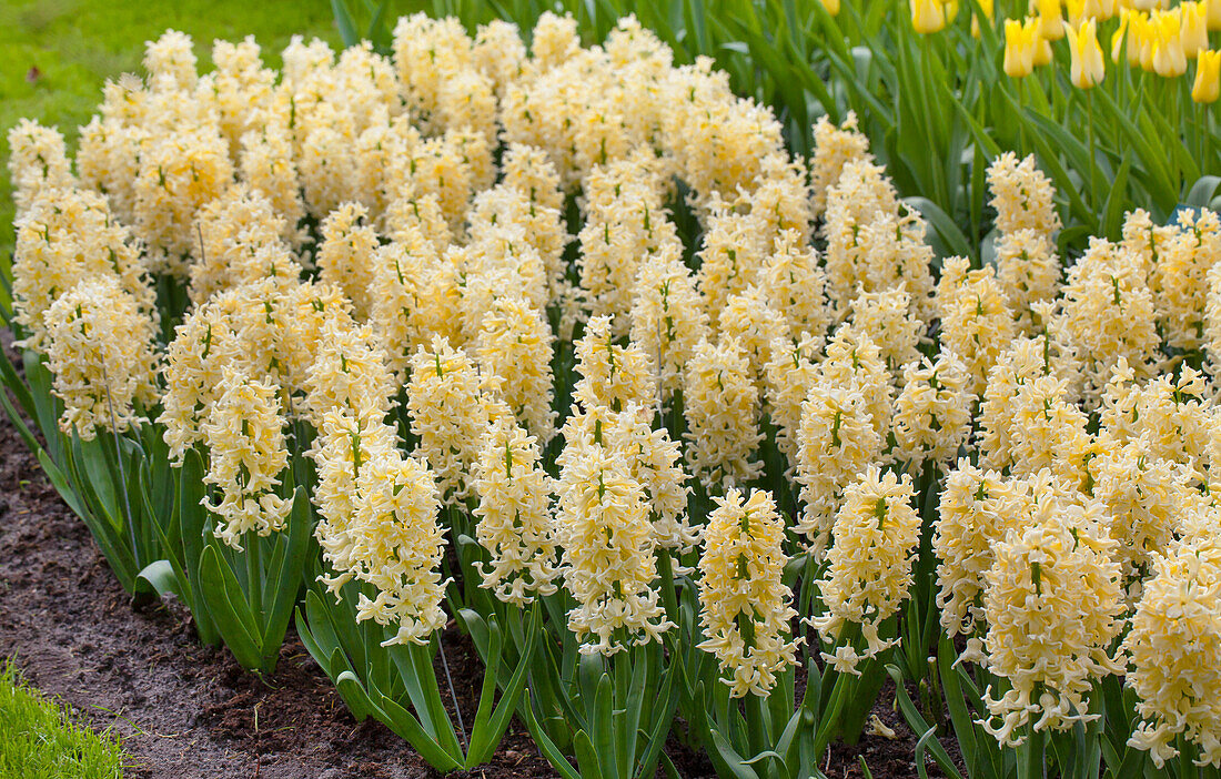 Hyacinthus orientalis 'Yellow Queen'