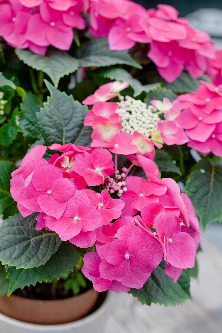 Hydrangea macrophylla 'Bouquet Rose'