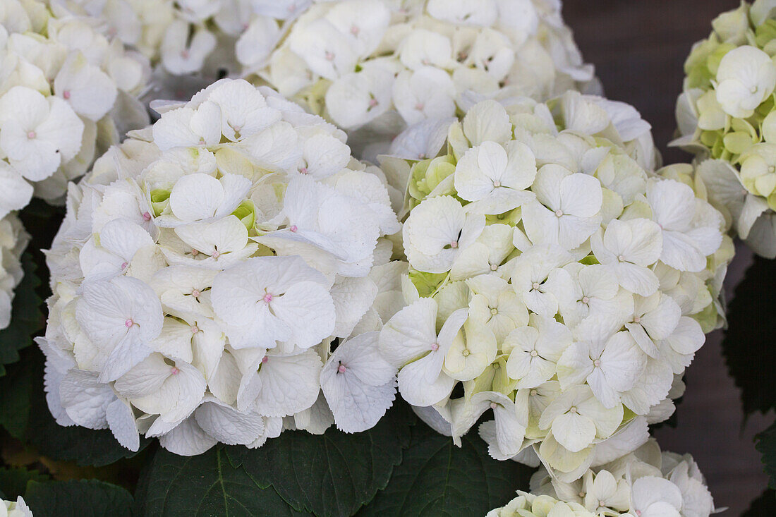 Hydrangea macrophylla 'Clarissa'