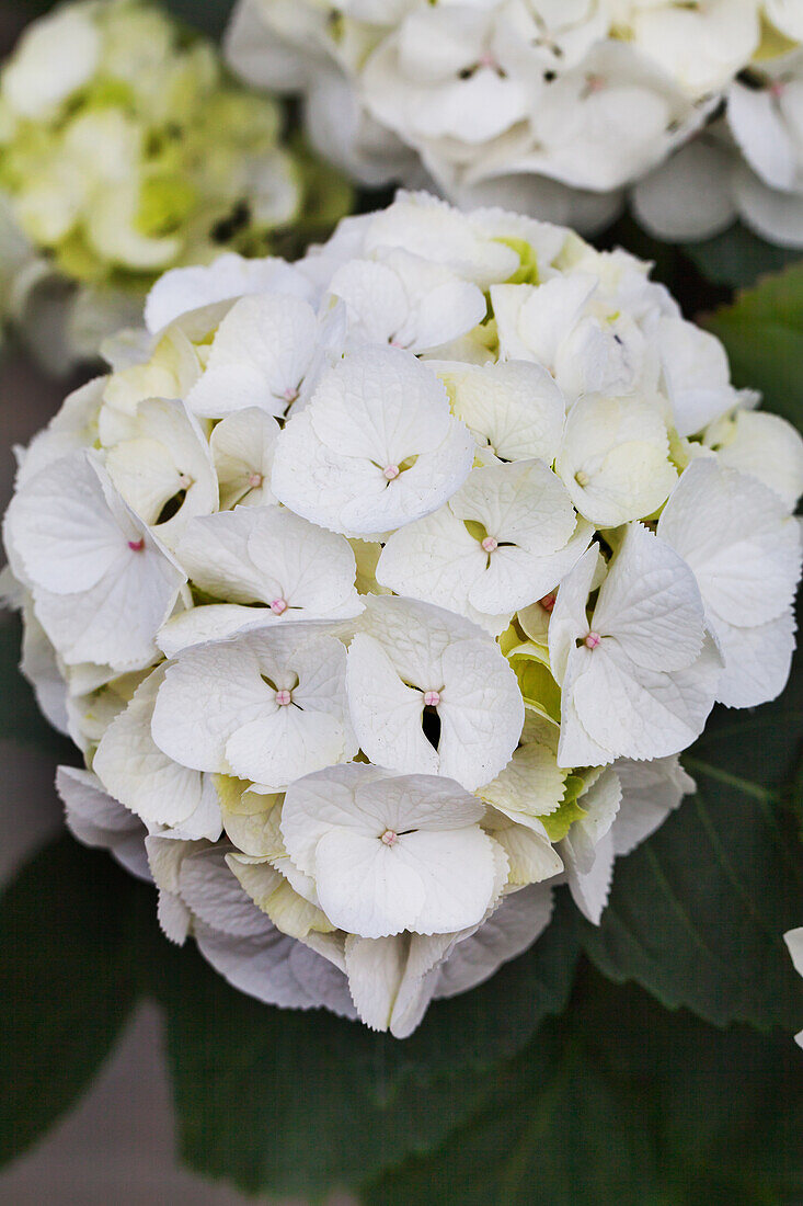 Hydrangea macrophylla 'Clarissa'