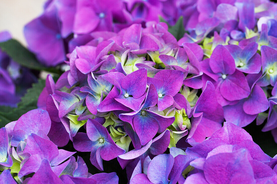 Hydrangea macrophylla 'Early Blue'(s)