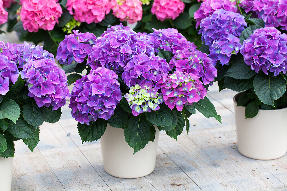 Hydrangea macrophylla 'Early Blue'(s)