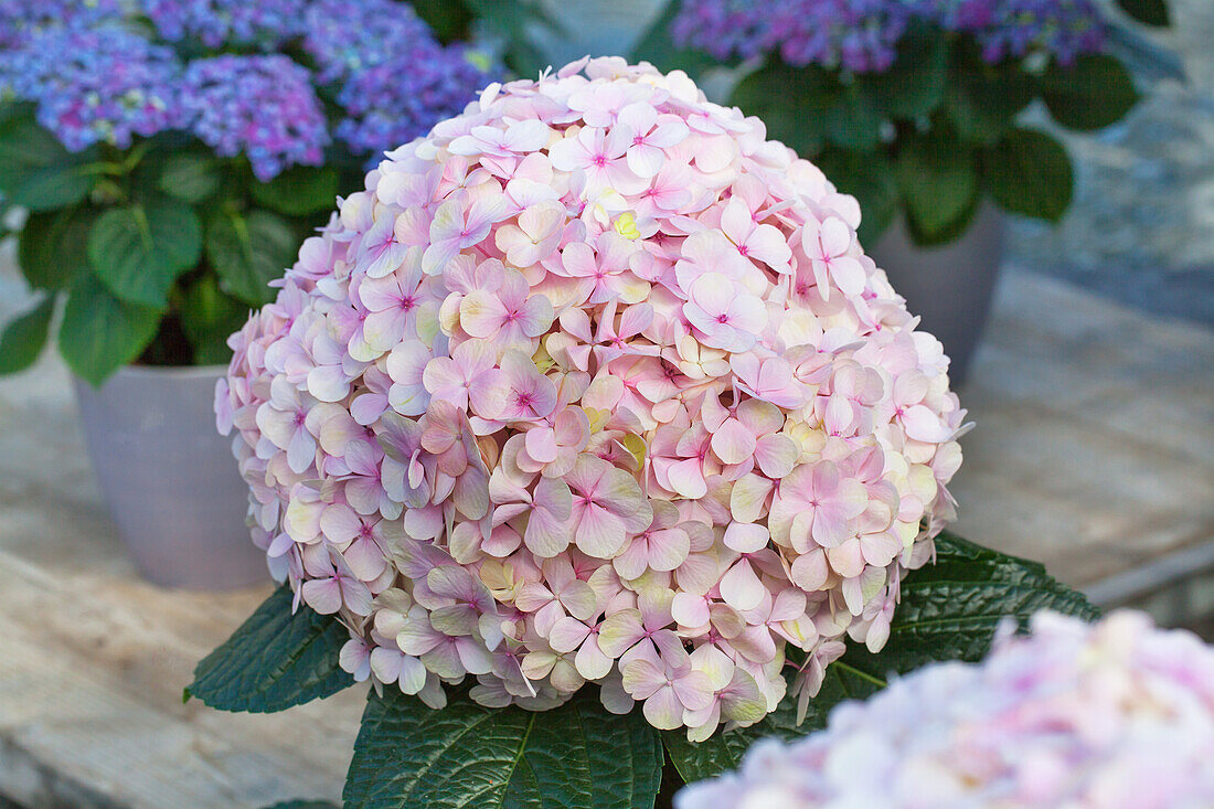 Hydrangea macrophylla 'Avantgarde' (s)