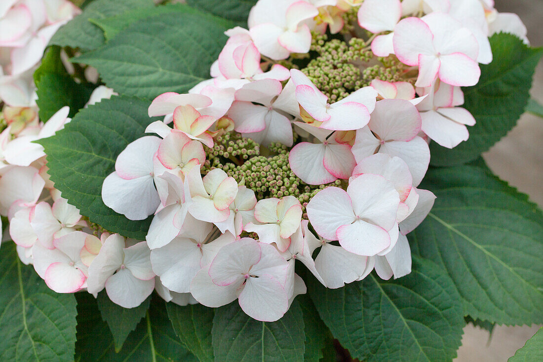 Hydrangea macrophylla 'Snow'