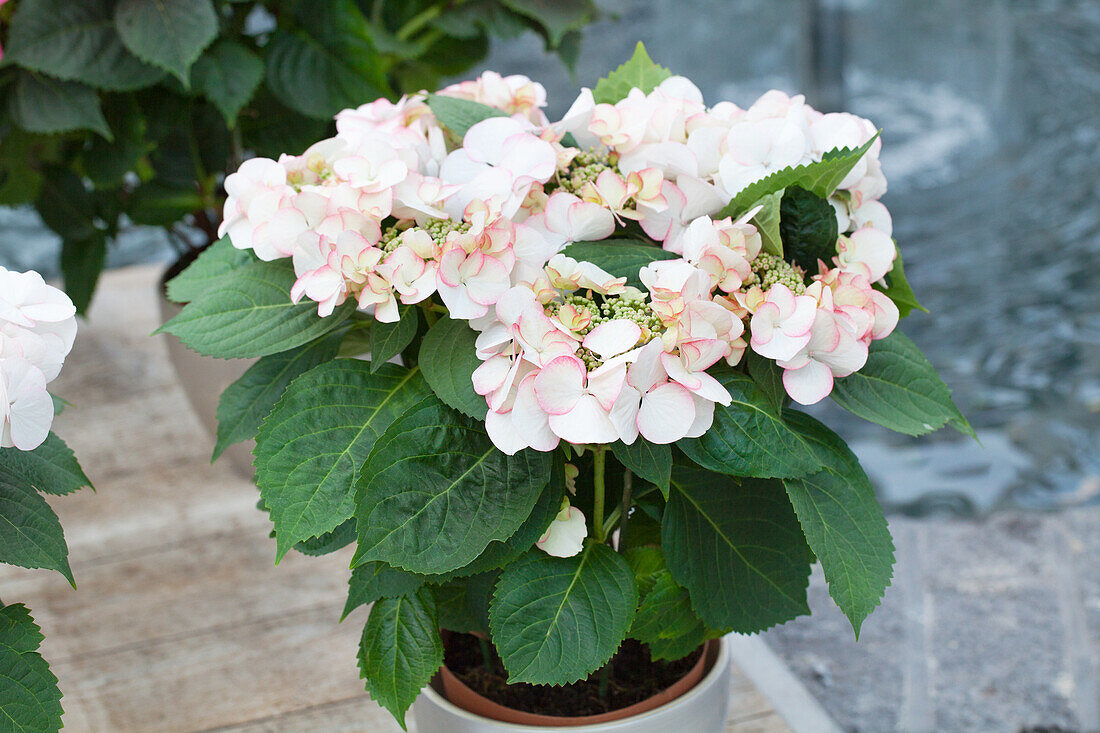 Hydrangea macrophylla 'Snow'