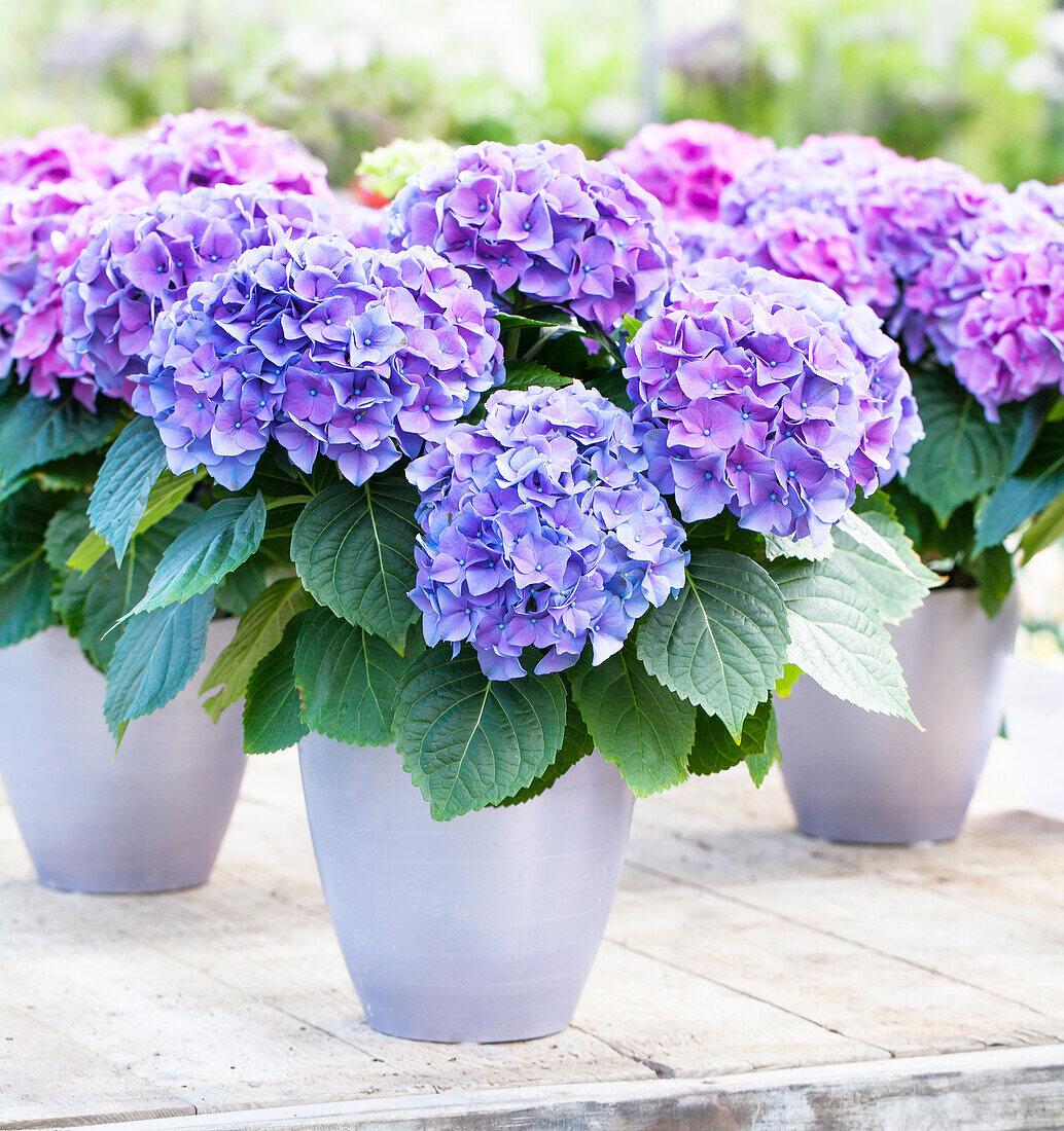 Hydrangea macrophylla 'Renate Steiniger'