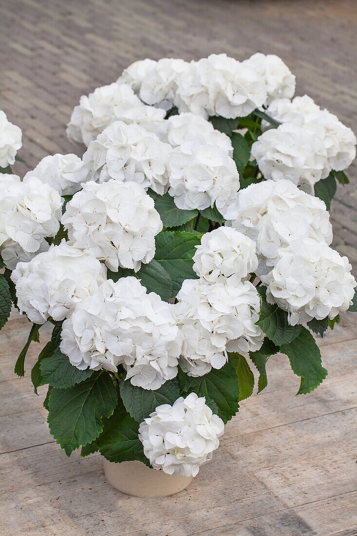 Hydrangea macrophylla 'Schneeball'(s)