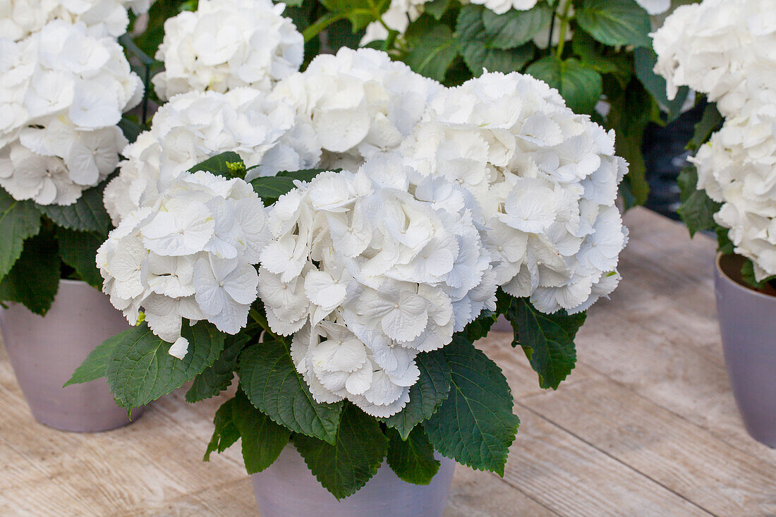 Hydrangea macrophylla 'Schneeball'(s)