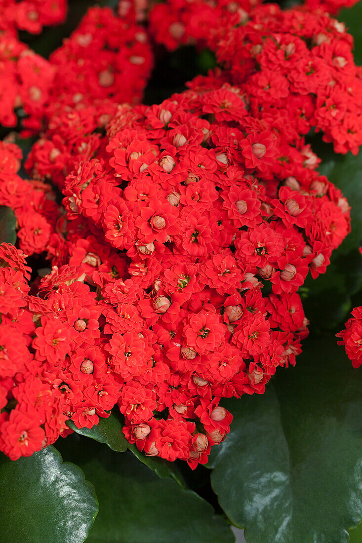 Kalanchoe blossfeldiana 'Don Juan'