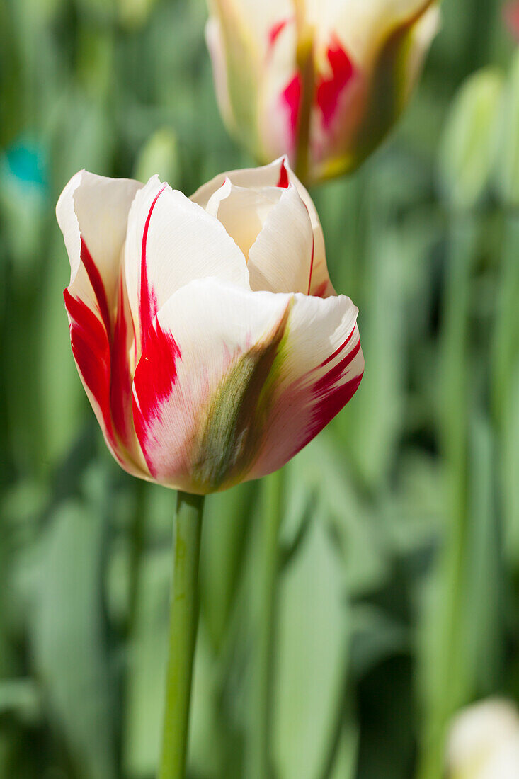 Tulipa viridiflora 'Flaming Springgreen'