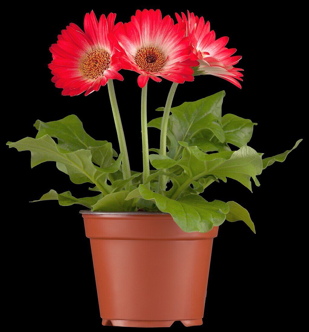 Gerbera