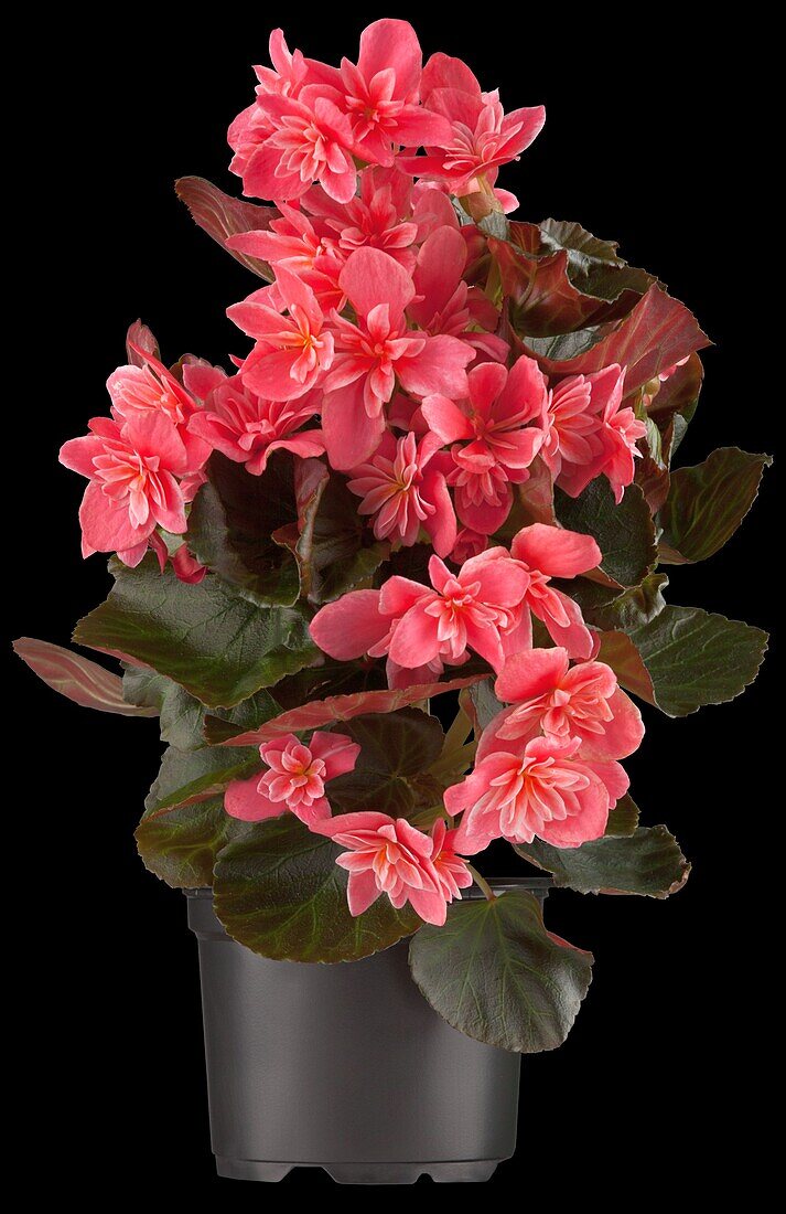 Begonia