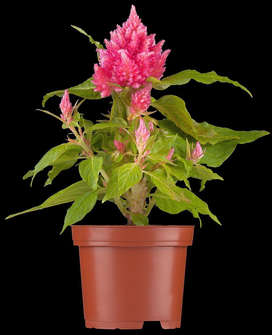 Celosia argentea