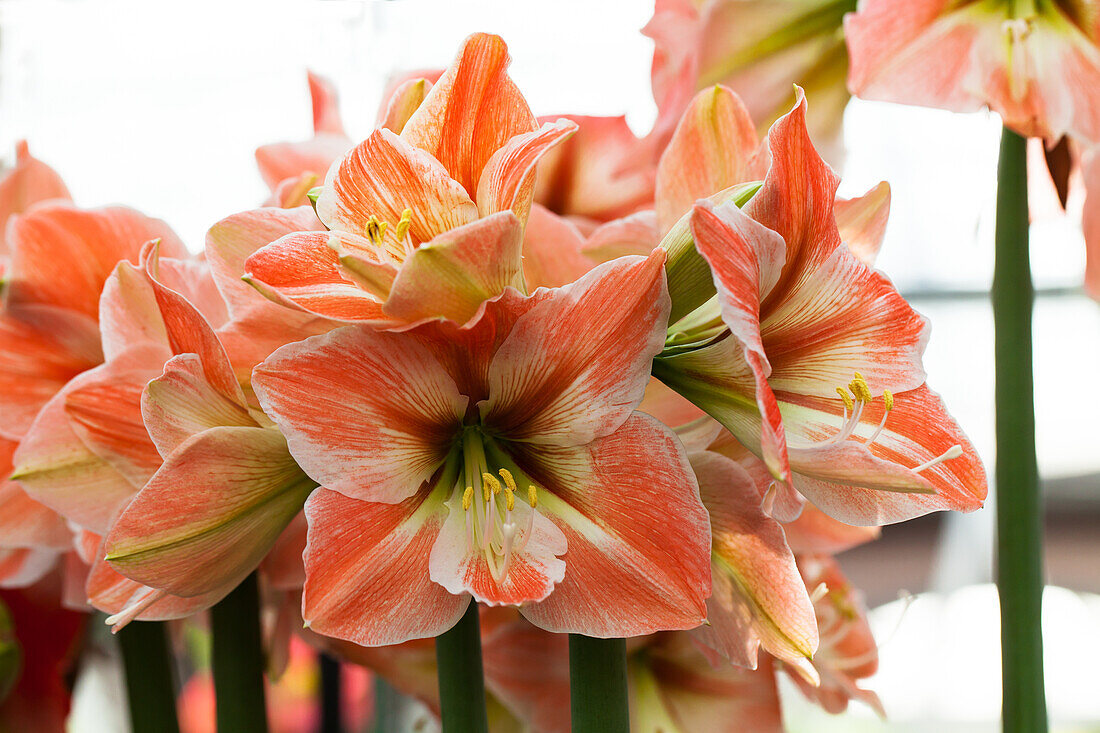 Hippeastrum 'Apricot Parfait